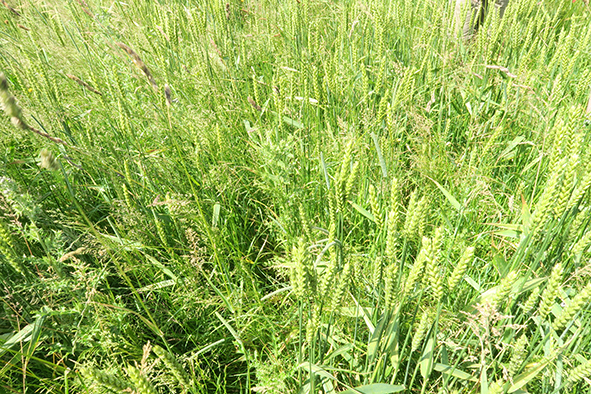 repiquage prairie dans blé pb de charrue